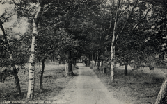 15121 Gezicht op het rijwielpad Lage Vuursche-Hilversum met gemengde bomen te Lage Vuursche (gemeente Baarn).